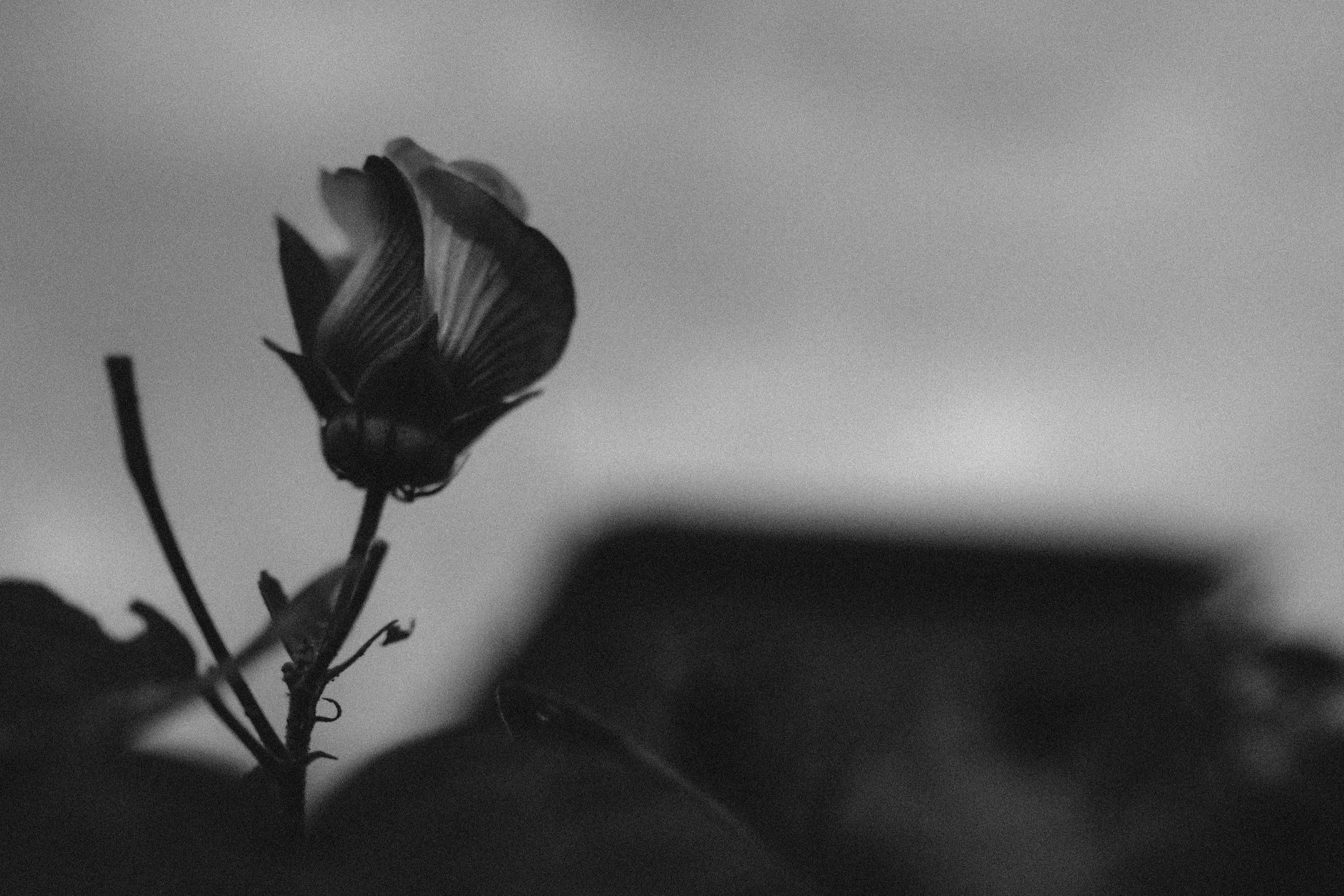 dark flower images